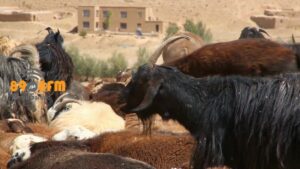 نمک، کار برد موثری در رژیم غذایی گوسفندان دارد