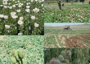 بیش از ۳۰۰ جریب زمین زیر کشت کوکنار در غور تخریب شد