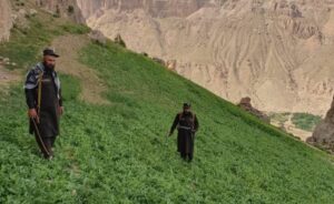 تخریب شش جریب زمین زیر کشت تریاک در غور