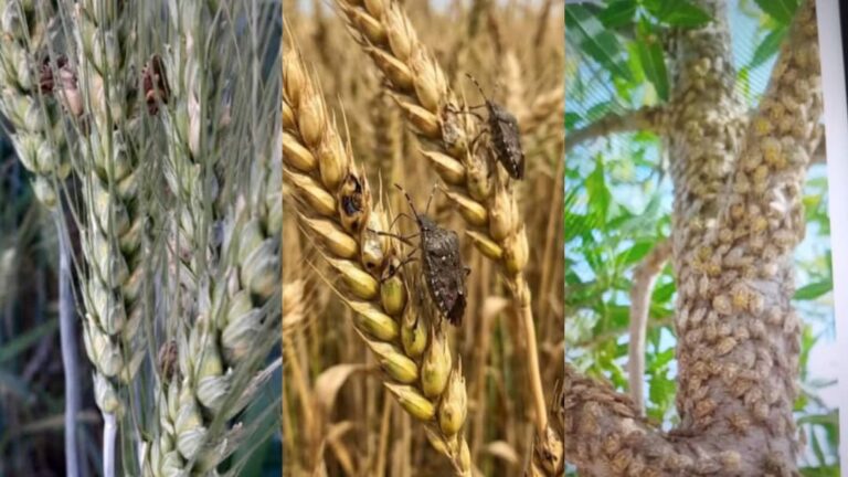 هجوم حشرۀ کفشک به مزارع در بادغیس؛ تلاشها برای مهار آفت ادامه دارد