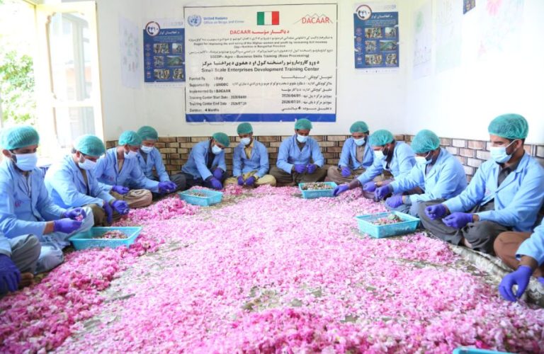 ملل متحد زعفران و گل سرخ را به عنوان بدیل کوکنار ترویج میکند